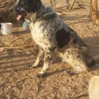 سگ گله ای قهدرجونی