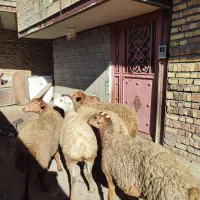 تعدا 6راس گوسفند ناب عروسک آبستن سنگین مالچه|حیوانات مزرعه|کرمانشاه, |دیوار