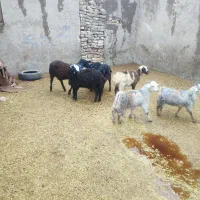 بره و بزغاله خوراک خور میش بز قوچ چپش شیشک|حیوانات مزرعه|قم, شهر قائم|دیوار