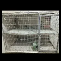 کبوترپرشی خوب تضمینی با جفت کن کبوتر|پرنده|صفادشت, |دیوار