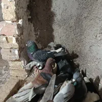 کبوتر پرشی|پرنده|اقبالیه, |دیوار