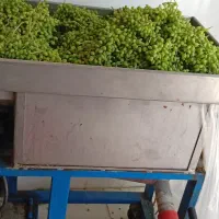 غوره وآبغوره وآبگیری غوره