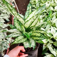 گل و گیاه|گل و گیاه طبیعی|شیرود, |دیوار