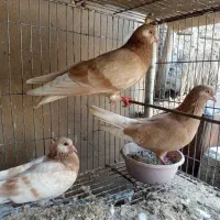 فروش دوعددجفت کن ویک جفت کبتر زرد پرشی