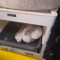 جفت عروس هلندی دستی سخنگو روی تخم