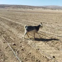 بز تیشتر|حیوانات مزرعه|بانش, |دیوار