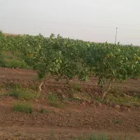 اجاره ۱۲ هکتار پسته