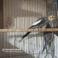 عروس هلندی جفت خورده