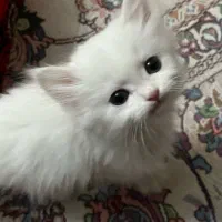 گربه پرشین سفید|گربه|کرج, کوی مدرس|دیوار