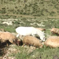 الاغ (خر)
