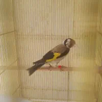 سهره نر معاویضه با قناری گلدین عروس