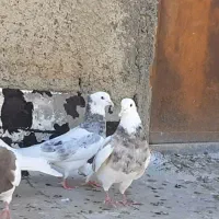 کبوتر