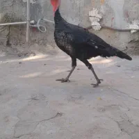 بقلمون چاق چله