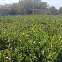 نهال پسته یک ساله