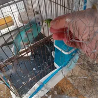 مرغ عشق مولد|پرنده|کرج, فاز ۲ مهرشهر|دیوار