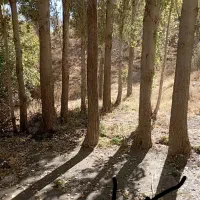 خریدار انواع درخت و چوب|خدمات باغبانی و درختکاری|سنندج, |دیوار