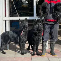 سگ ژرمن بلک نروماده دوماه باهم یکجای فی ۴۰ م ت|سگ|تهران, تهرانسر شرقی|دیوار