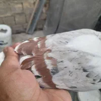 کبوتر|پرنده|دورود, |دیوار