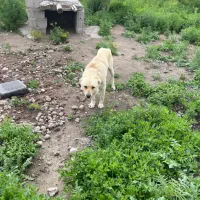 حیوان خوب واسه نگهبانی