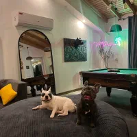 واگذاری فرنچ بولداگ ‌بلو|سگ|رشت, گلسار|دیوار