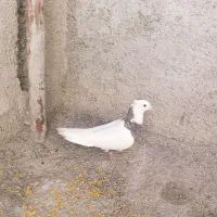 یک جفت کبوتر طوقی اصل تمیز اماده تخم گذاری|پرنده|یاسوج, |دیوار