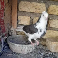 مخلفه نرگرفتنی ۲۰۰ معاوضم دارم|پرنده|کاشان, پشت شهربانی|دیوار