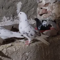 کبوتر پرشی|پرنده|محمدیار, |دیوار