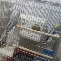 چند جفت عروس هلندی مولد|پرنده|آباده, |دیوار