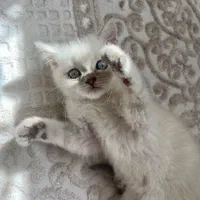 بچهگربه خونگی، اجتماعی و سالم|گربه|دزفول, |دیوار