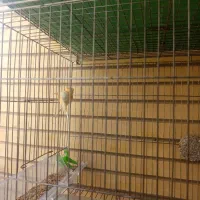 قناری|پرنده|اصفهان, فرح آباد|دیوار