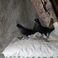 کبوتر صربستانی|پرنده|میاندوآب, |دیوار