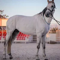 فروش اسب یکسر خارجی پرشی و درساژی|اسب و تجهیزات اسب‌سواری|تهران, جیحون|دیوار