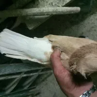 فروش کفتر دم سفید|پرنده|کرج, حیدرآباد|دیوار