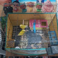 مرغ عشق هلندی باجوجه