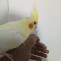 عروس هلندی نر و ماده