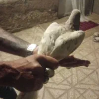 کبوتر ساده هفترنگ