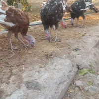 بوقلمون