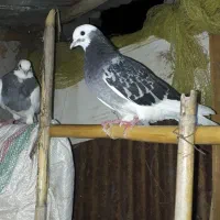 کبوتر معاوضه