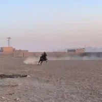 اسب نریان مجلسی