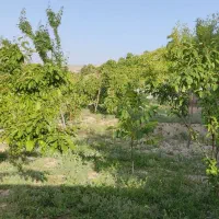 باغ-730-متر-اسکو-اسفنجان