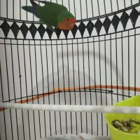 کوتوله|پرنده|تربت جام, شهید غلام زاده|دیوار