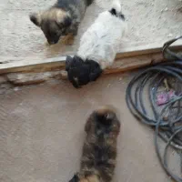 3عدد سگ پاکوتاه شیتزو|سگ|سمنان, |دیوار