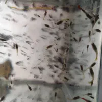 بچه زبرا دانیو،بچه گوپی،شریمپ یلو و بلو کربن|ماهی|قزوین, |دیوار