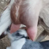 طوقلی گوسفند دوقولوزا|حیوانات مزرعه|گنبد کاووس, |دیوار