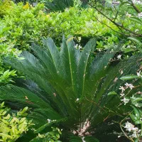 سیکاس ۱۵ ساله دو عدد