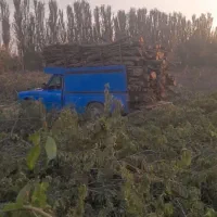 خرید چوب حسنی