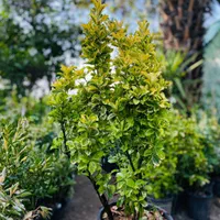 شمشاد|گل و گیاه طبیعی|شیراز, شهرک امیر کبیر|دیوار