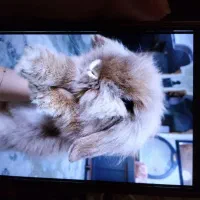 خرگوش|موش و خرگوش|برازجان, |دیوار