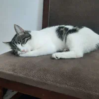 واگذاری گربه ماده بالغ
