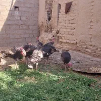 چهار جفت بقلمون محلی یک ساله|حیوانات مزرعه|خمک, |دیوار